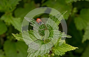 Ladybug on a leaf