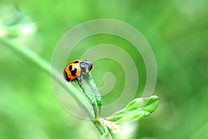 Ladybug on leaf