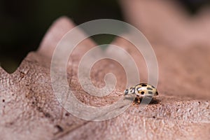 Ladybug on a leaf