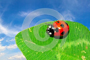 Ladybug on the leaf