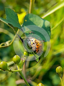 ladybug on leaf with background blurr.insects.matting