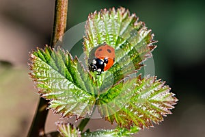 Ladybug on the leaf of a blackberry bush