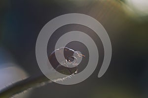 Ladybug on leaf on green background