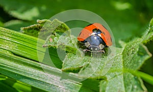 Ladybug on a leaf close-up macro