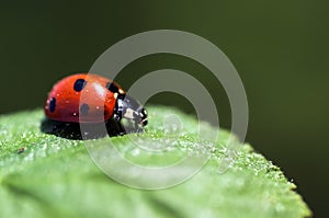 Ladybug on leaf