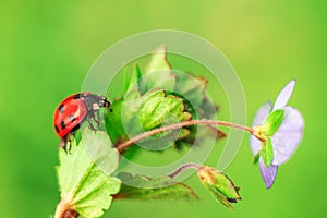 Ladybug on leaf of a wild flower, closeup