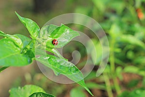 Ladybug on a leaf