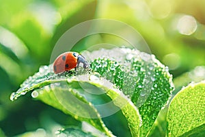 ladybug on leaf drops of morning dew and ladybug