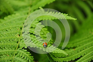 Ladybug on the leaf of fern photo