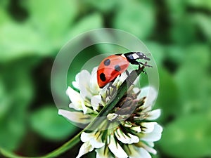 A ladybug on the leaf and flower