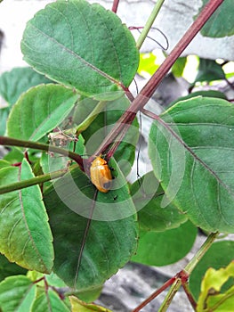 Ladybug on a leaf  in garden