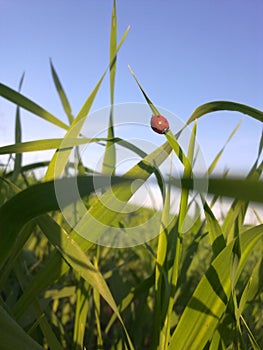 Ladybug on a leaf of grass in the field