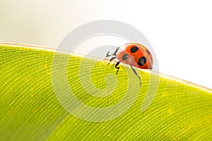 ladybug on leaf green background