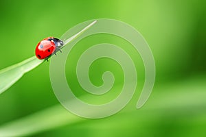 Ladybug on leaf and green background