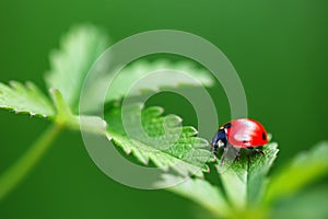 Ladybug on leaf and green background