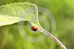 A ladybug is on a leaf