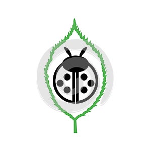 Ladybug on leaf icon isolated on white background