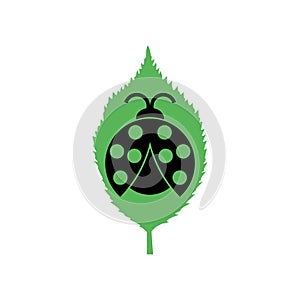 Ladybug on leaf icon isolated on white background