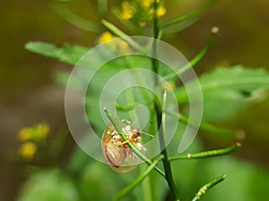 Ladybug/ladybug leaf insect macro photo in garden