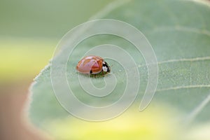 Ladybug leaf isolated spring summer background