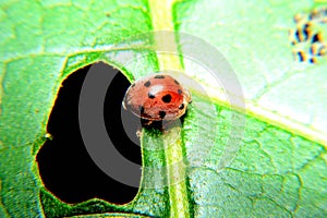 The Ladybug and a leaf