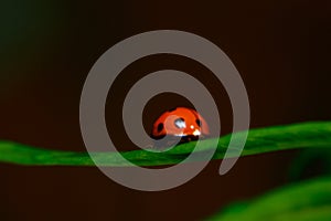 The Ladybug and a leaf