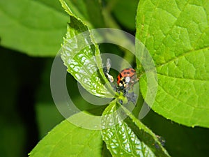 Ladybug on leaf photo