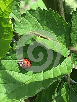 Ladybug leaf