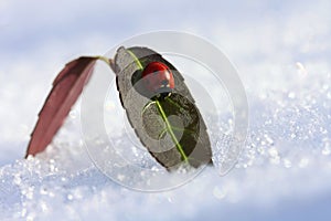 Ladybug on a leaf in a winter sunny day