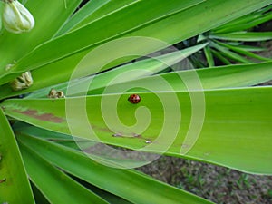 The ladybug on leaf of yucca plant