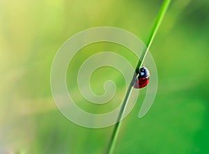 Ladybug in the leafs of corn