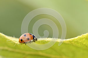 Ladybug on leave