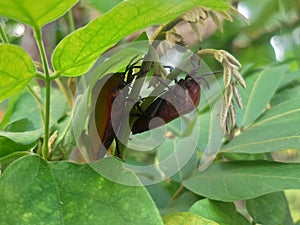 2 ladybug leaves on the shoot