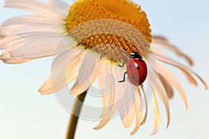 Ladybug leisurely runs on a field flower named Daisy.