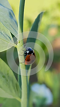 Ladybug