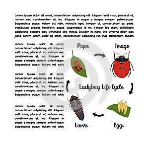 Ladybug lifecycle vector concept illustration with text