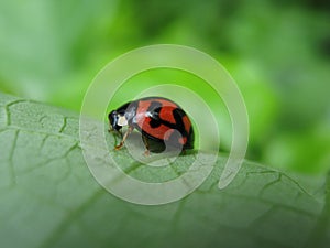 A ladybug with a little heart in body photo