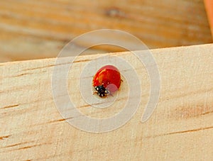 Ladybug photo