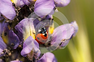 Ladybug on a lupine flower eating aphids