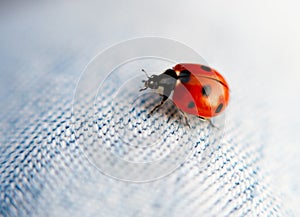 Ladybug Macro