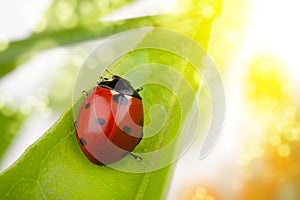 Ladybug macro