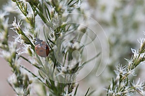 Ladybug Macro