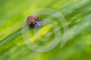 Ladybug macro on green leaf