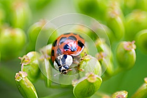 Ladybug macro image