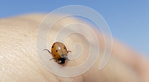 Ladybug, macro photo. close-up detail photo. ladybug standing on human hand.