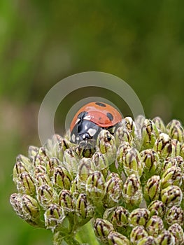 Ladybug macro photography