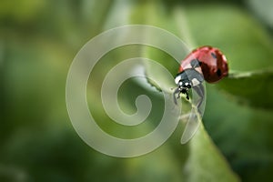 Ladybug macro shot