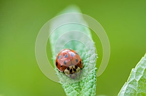 Ladybug macro shot of its face