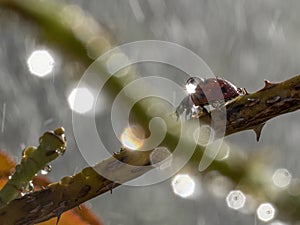 Ladybug macro under the rain