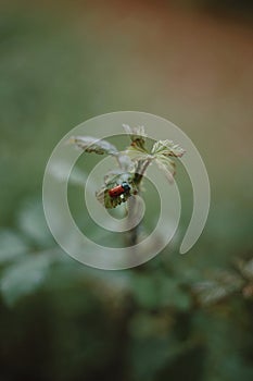 Ladybug macro on vervain leaves feeding on aphids; biological pest control without pesticides through natural enemies